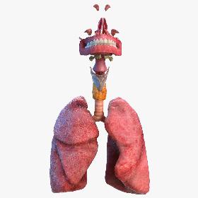 3D Human Full Respiratory System